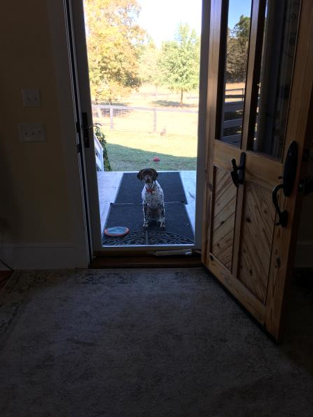 /Images/uploads/Southeast German Shorthaired Pointer Rescue/segspcalendarcontest2018/entries/9072thumb.jpg